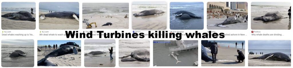 wind-turbines-killing-whales